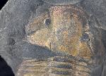 Hoekaspis megacantha (LEANZA 1941) - Bild &copy; FossNet FossilienStore
